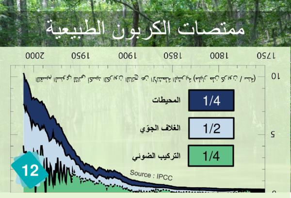 Carbon Sinks