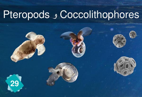 
Pteropods و Coccolithophores