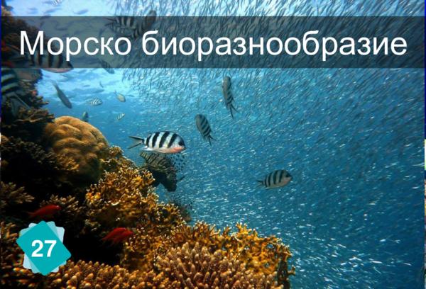 Морско биоразнообразие