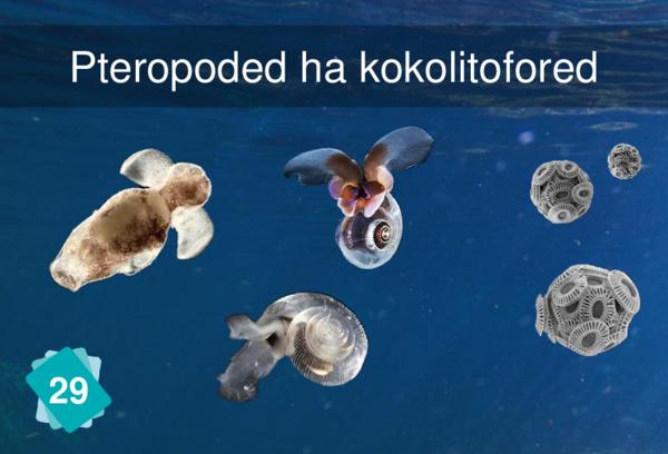 Pteropods and Coccolithophores