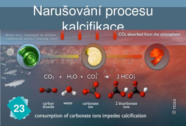 Proces kalcifikace