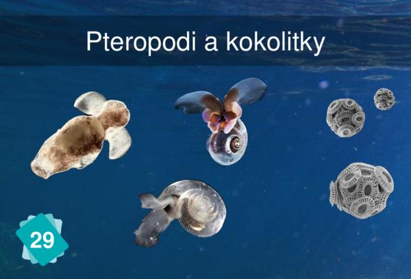 Pteropodi a kokolitky