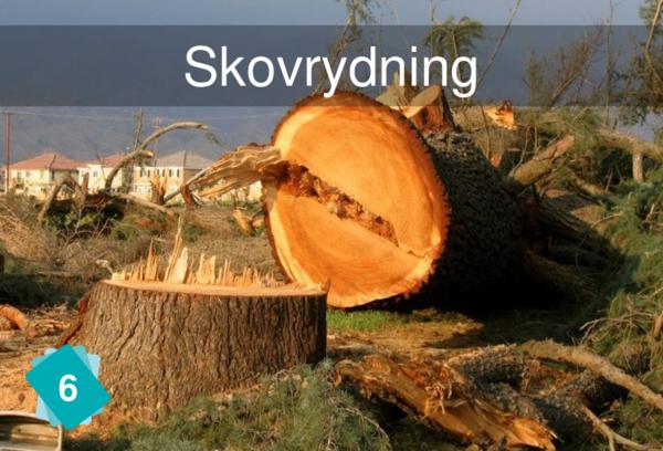 Skovrydning