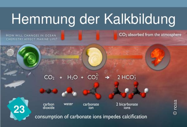 Hemmung der Kalkbildung