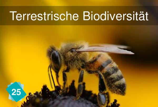 terrestrische Biodiversität