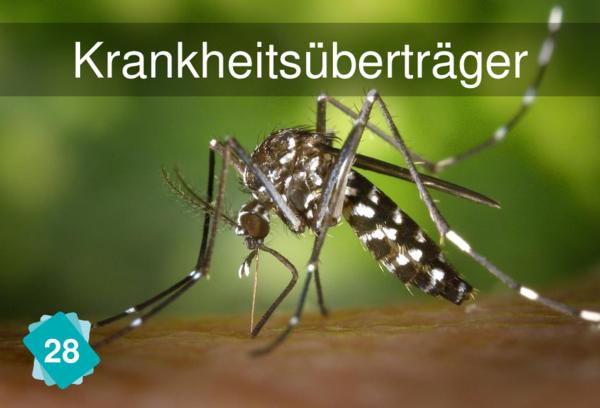 Krankheitsüberträger