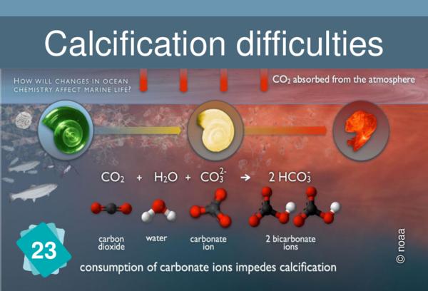 Hindered calcification process