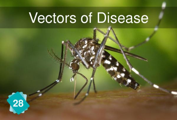 Vectors of Disease