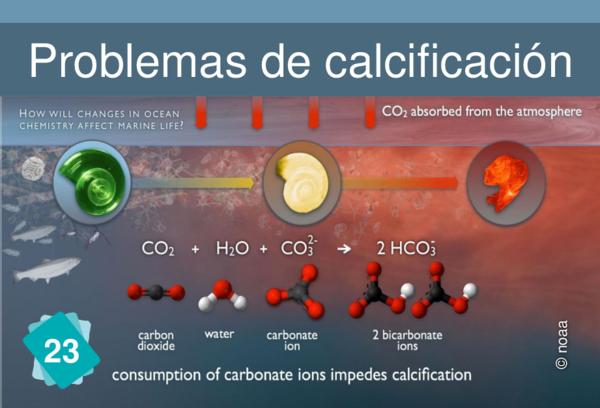 Acidificación del océano