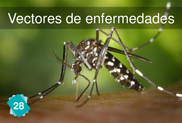 Vectores de enfermedades