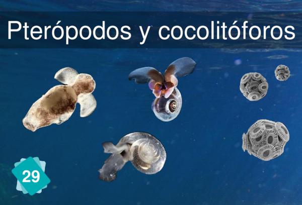 Pteropods and Coccolithophores