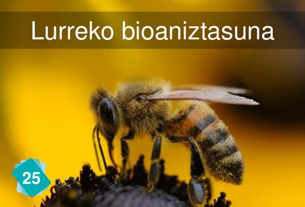 Lurreko bioaniztasuna