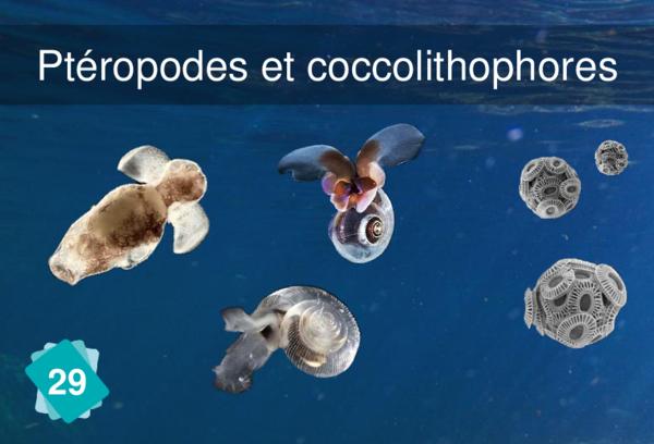 Ptéropodes et coccolithophores