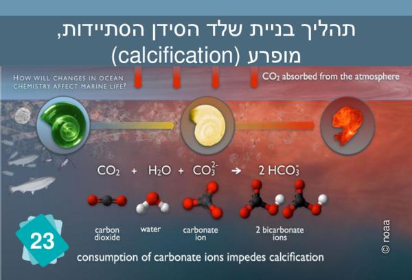 תהליך בניית שלד הסידן (הסתיידות, calcification) מופרע