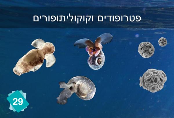 פטרופודים וקוקוליתופורים