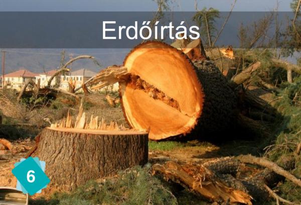 Erdőírtás