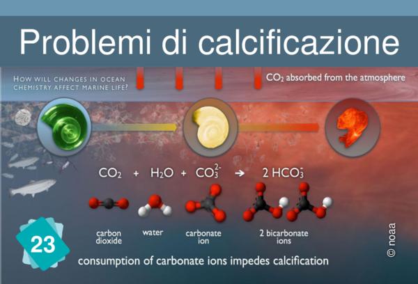 L'acidificazione dell'oceano