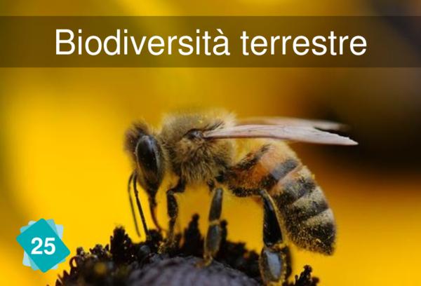 Biodiversità terrestre