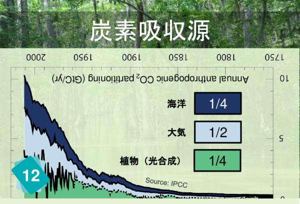 炭素吸収源