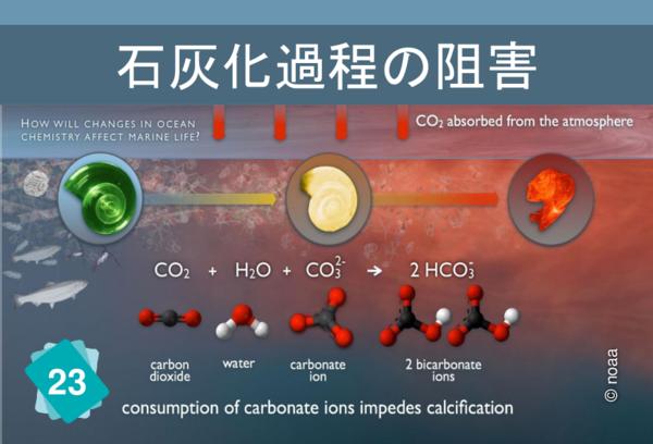 石灰化過程の阻害