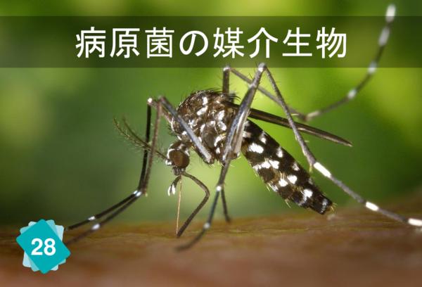 病気菌の媒介生物