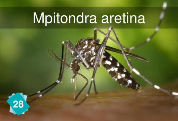 Mpitondra aretina