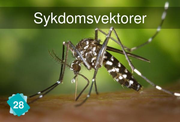 Sykdomsvektorer