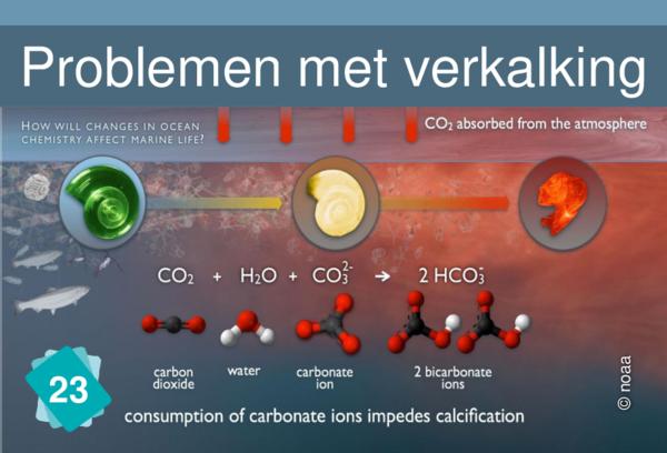 Verstoorde verkalking van schelpen en koraalriffen.