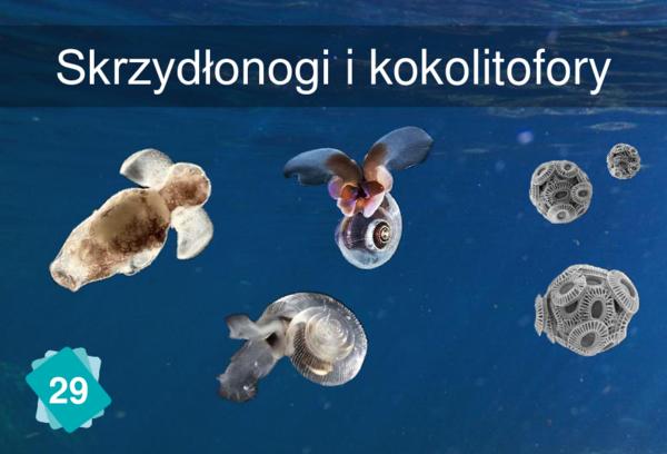 Skrzydłonogi i kokolitofory