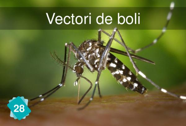 Vectori de boli