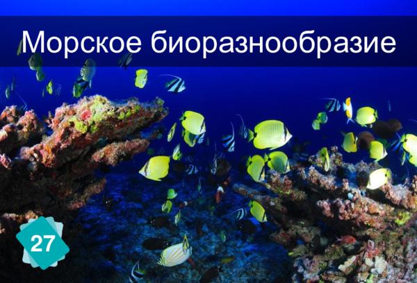 Морское биоразнообразие