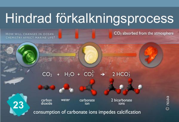 Hindrad förkalkningsprocess